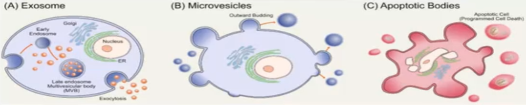 外泌体的由来及重要性