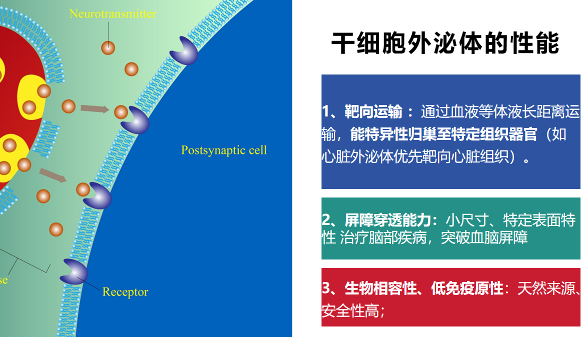 间充质干细胞外泌体的作用
